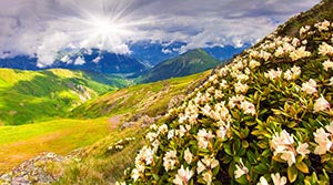 Бели рододендрони в Кавказ, Грузия