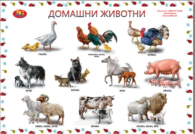 Диви и домашни животни