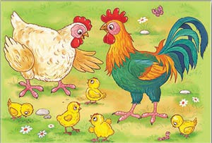 Петел, кокошка и пиленца