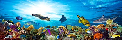 Цветен коралов риф с риби и морска костенурка