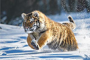 Тигър в снега